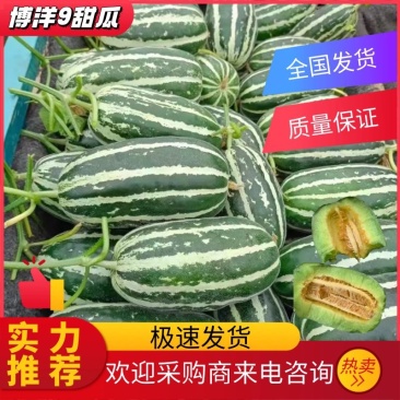 【甜瓜】博洋9山东博洋甜瓜大量上市供应全国各地市场
