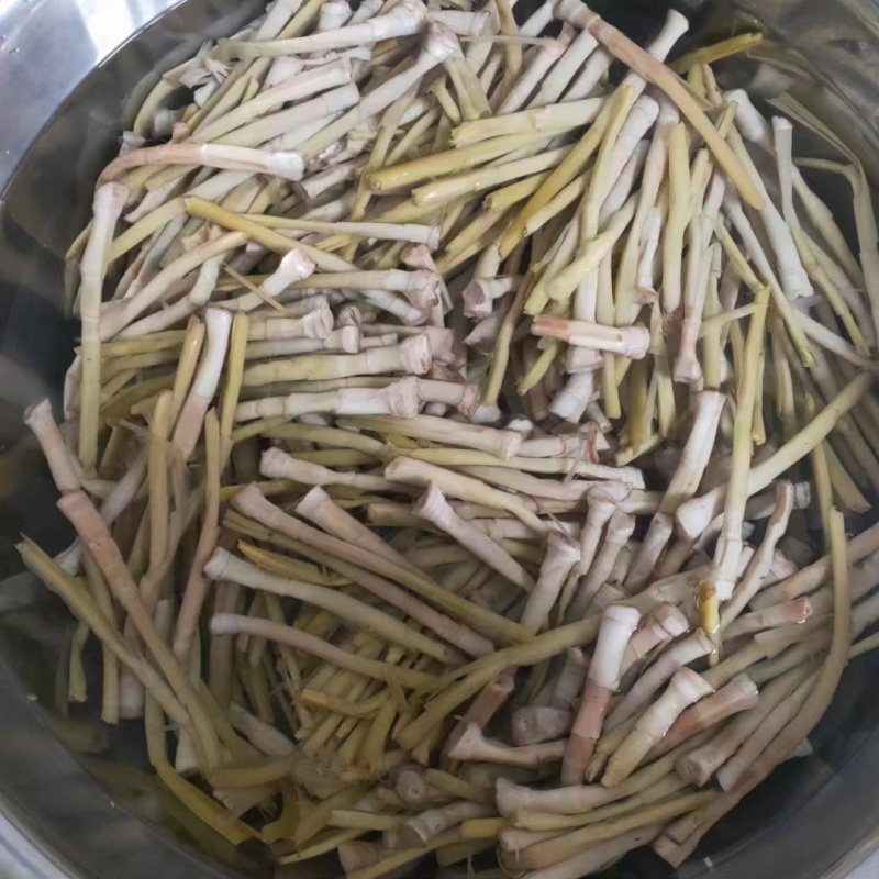 新鲜芦苇笋湖南沅江芦苇笋量大从优现摘现发欢迎联系