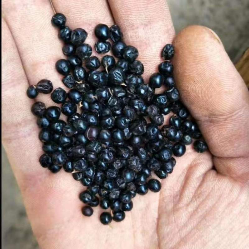 射干花卉种子中草药用植物射干种子籽家庭装种子籽可盆栽