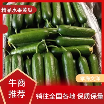 【产地发货】孝海文洋水果黄瓜，小黄瓜一手货源常年供应