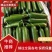 【产地发货】孝海文洋水果黄瓜，小黄瓜一手货源常年供应