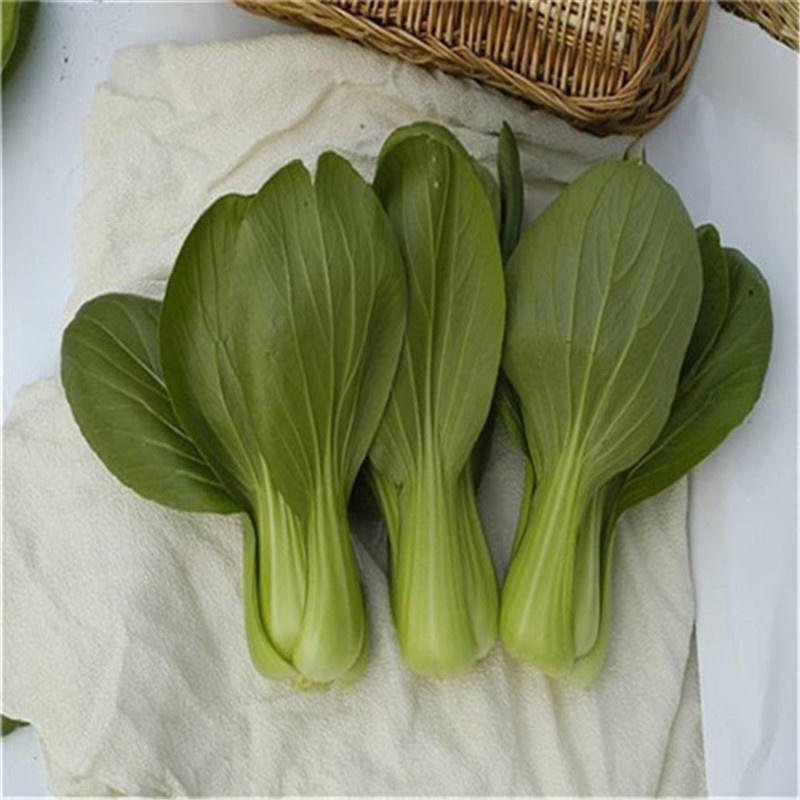 中蔬绿油一号青梗菜种子100g耐热耐雨水鸡毛菜种子上海青