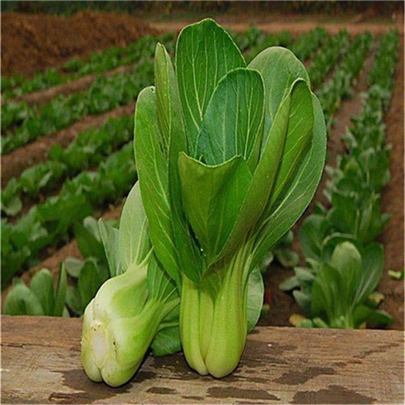 中蔬绿油一号青梗菜种子100g耐热耐雨水鸡毛菜种子上海青