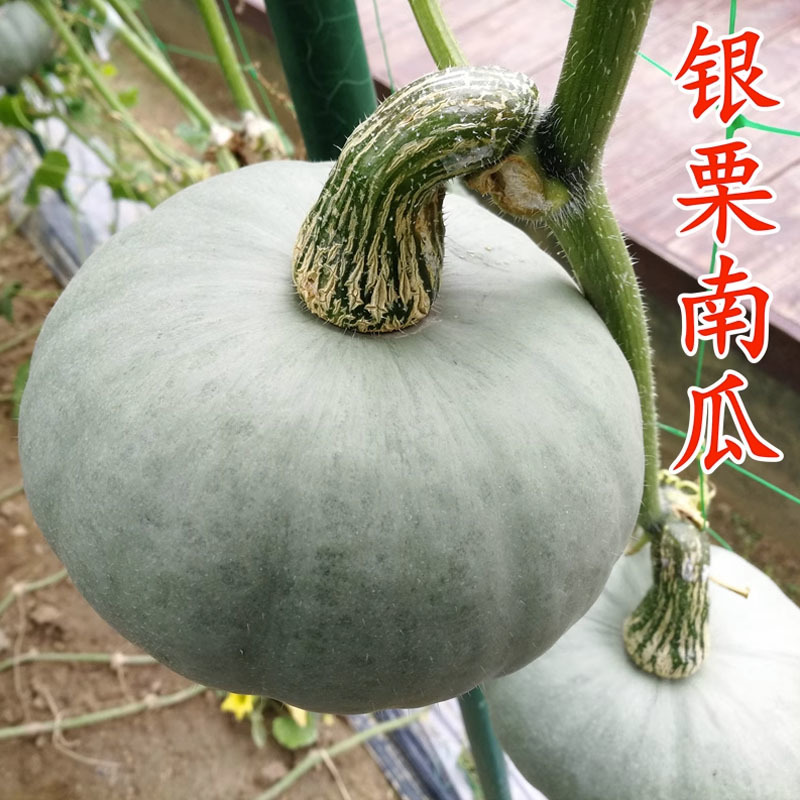 银栗南瓜种子肉质干甜面甜味浓坐果力强南方北方种植