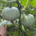银栗南瓜种子肉质干甜面甜味浓坐果力强南方北方种植
