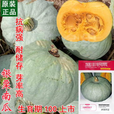 银栗南瓜种子肉质干甜面甜味浓坐果力强南方北方种植