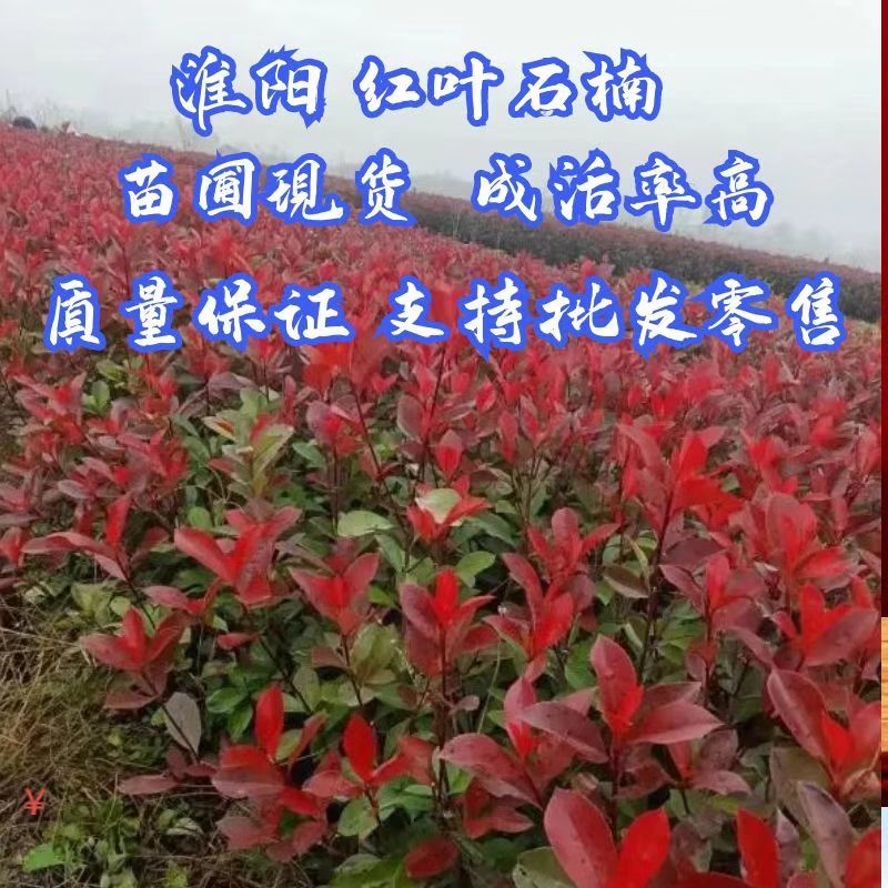 【红叶石楠】1到到30公分大量供应，基地直供免费技术指导