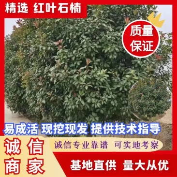 【红叶石楠】1到到30公分大量供应，基地直供免费技术指导