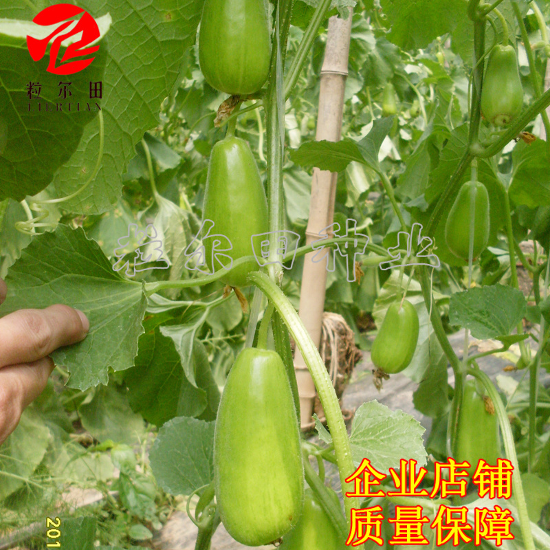 20克粒尔田绿水晶菜瓜种子坐果性好每叶一瓜条顺直菜瓜种子