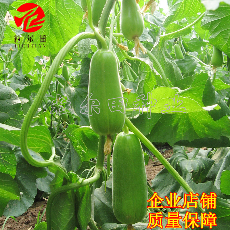 20克粒尔田绿水晶菜瓜种子坐果性好每叶一瓜条顺直菜瓜种子