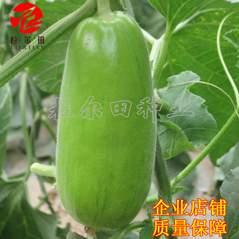 20克粒尔田绿水晶菜瓜种子坐果性好每叶一瓜条顺直菜瓜种子
