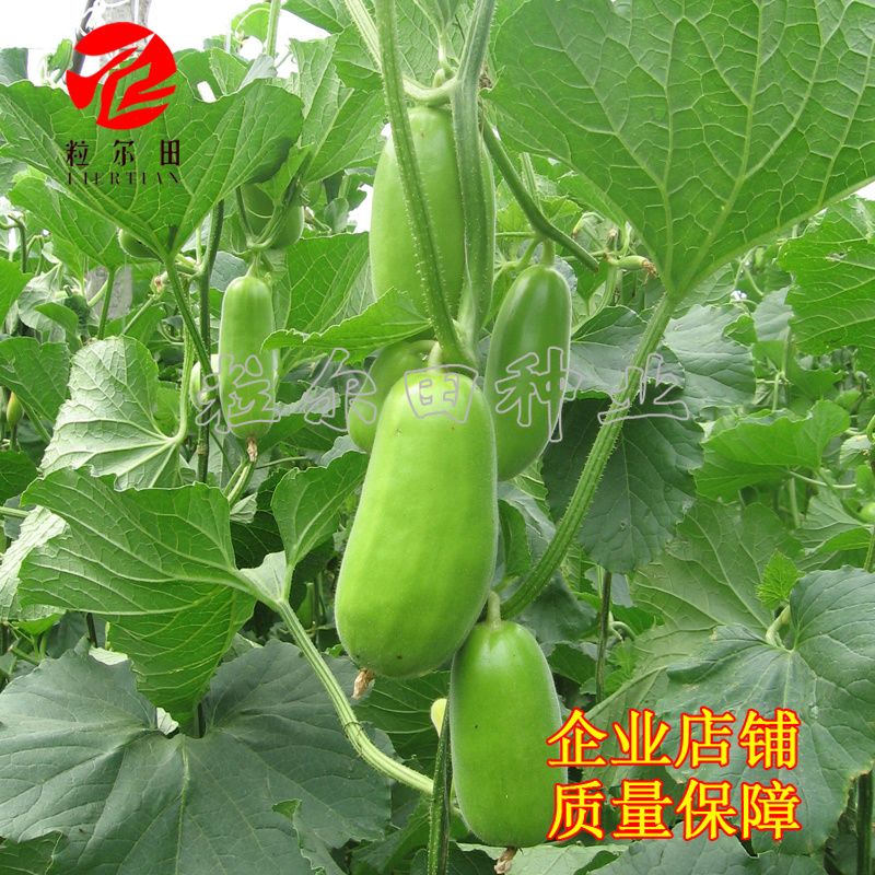 20克粒尔田绿水晶菜瓜种子坐果性好每叶一瓜条顺直菜瓜种子