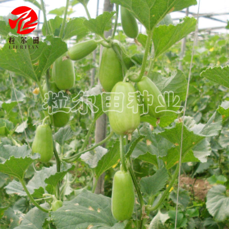 20克粒尔田绿水晶菜瓜种子坐果性好每叶一瓜条顺直菜瓜种子