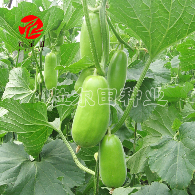 20克粒尔田绿水晶菜瓜种子坐果性好每叶一瓜条顺直菜瓜种子