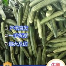 【精品】广东旱黄瓜一手货源提供各种包装视频