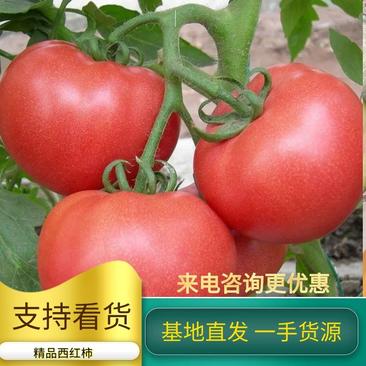 大红西红柿，大量上市，价格实惠，欢迎进店选购