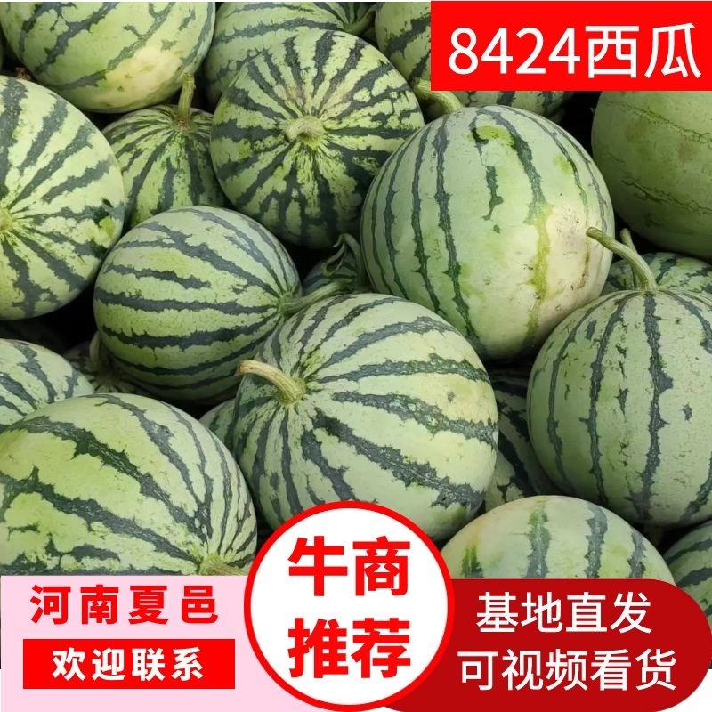 精品8424西瓜，汁多超甜夏邑县产地直供，量大。