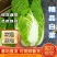 河南黄心大白菜3一5斤产地直供全国发货，可视频看货