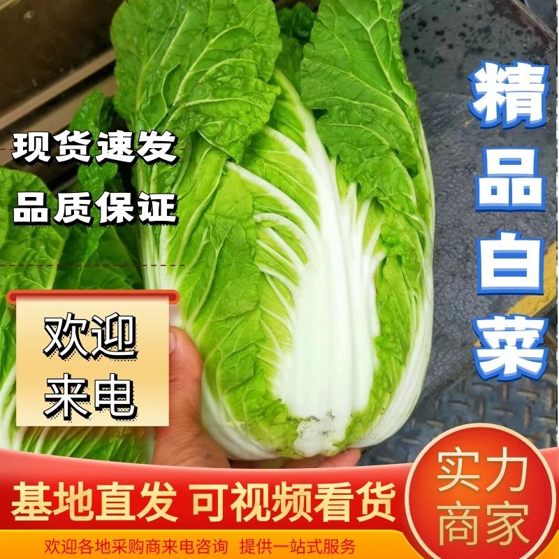 河南黄心大白菜3一5斤产地直供全国发货，可视频看货