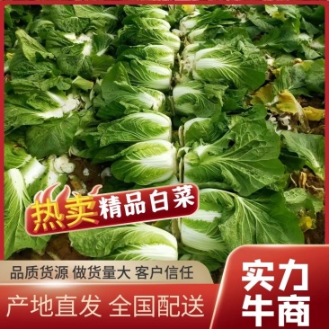 河南黄心大白菜3一5斤产地直供全国发货，可视频看货