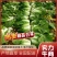 河南黄心大白菜3一5斤产地直供全国发货，可视频看货