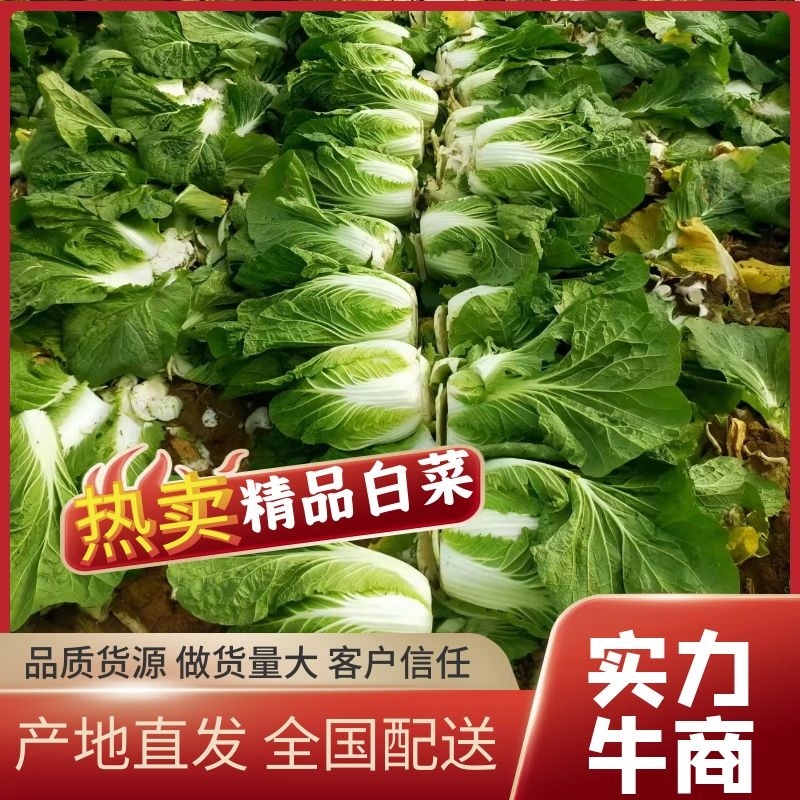 河南黄心大白菜3一5斤产地直供全国发货，可视频看货