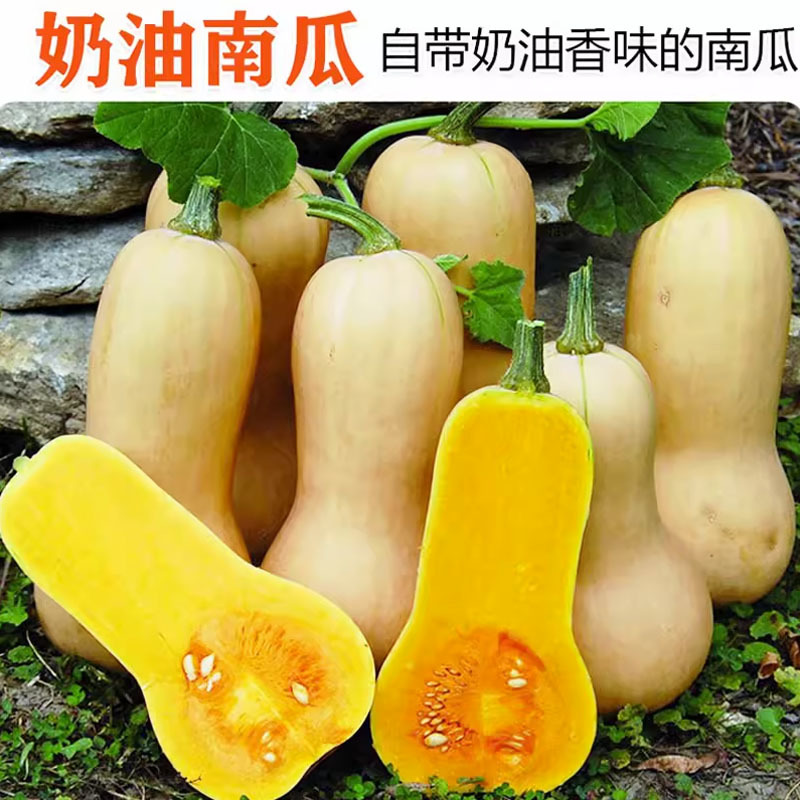 奶油南瓜种子四季蜜本南瓜日本南瓜红蜜南瓜籽奶油南瓜种子籽