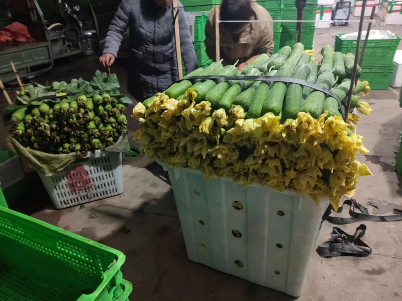 丝瓜大量上市四川本地丝瓜保质保量价格优惠欢迎联系