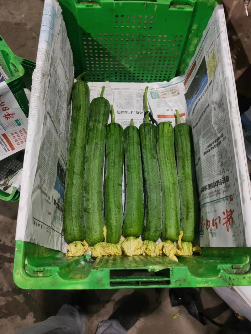 丝瓜大量上市四川本地丝瓜保质保量价格优惠欢迎联系