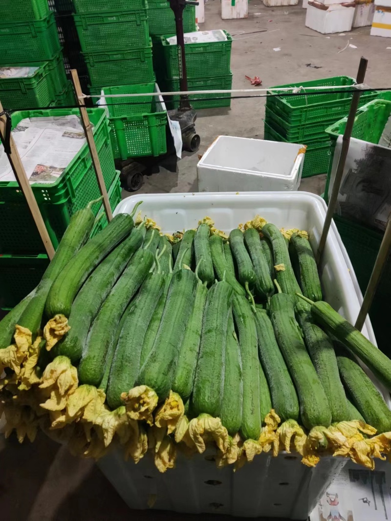 丝瓜大量上市四川本地丝瓜保质保量价格优惠欢迎联系