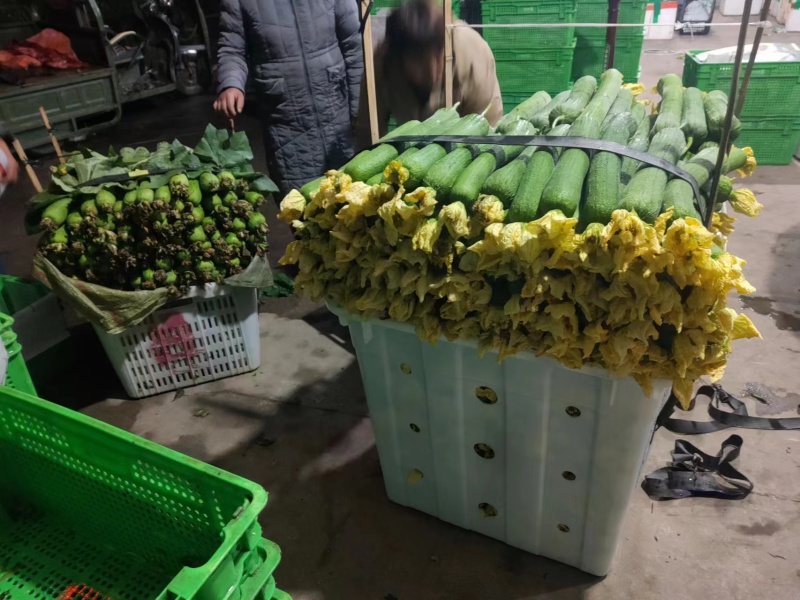 丝瓜大量上市四川本地丝瓜保质保量价格优惠欢迎联系