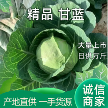 甘蓝包菜卷心菜，日供万斤，一手货源，支持分拣打包