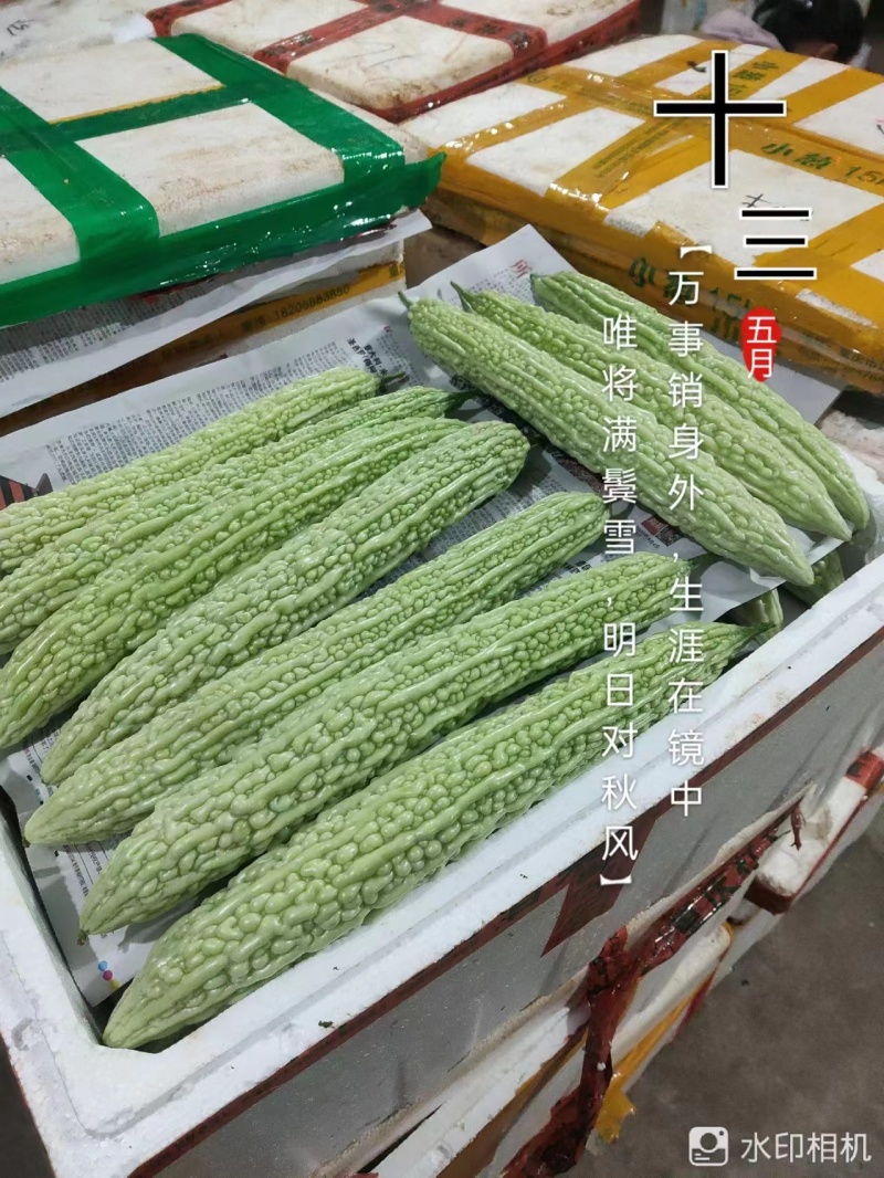 乐山苦瓜大量供应价格优惠对接商超欢迎联系