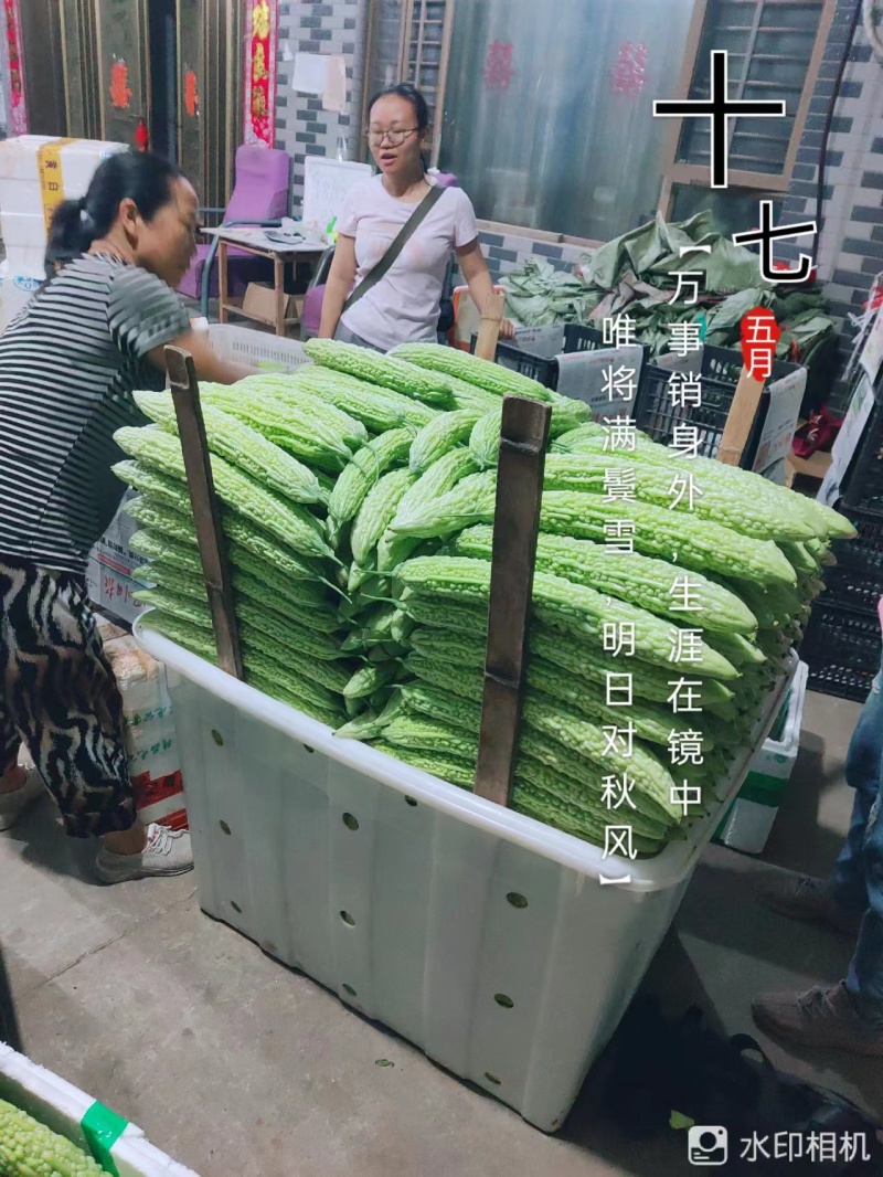乐山苦瓜大量供应价格优惠对接商超欢迎联系