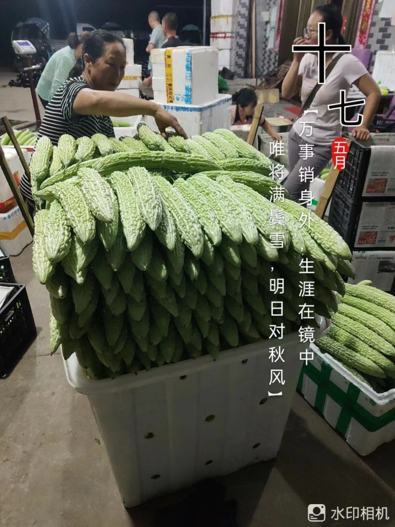 乐山苦瓜大量供应价格优惠对接商超欢迎联系