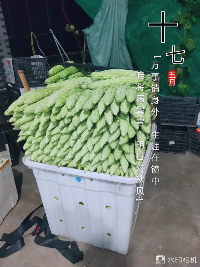 乐山苦瓜大量供应价格优惠对接商超欢迎联系