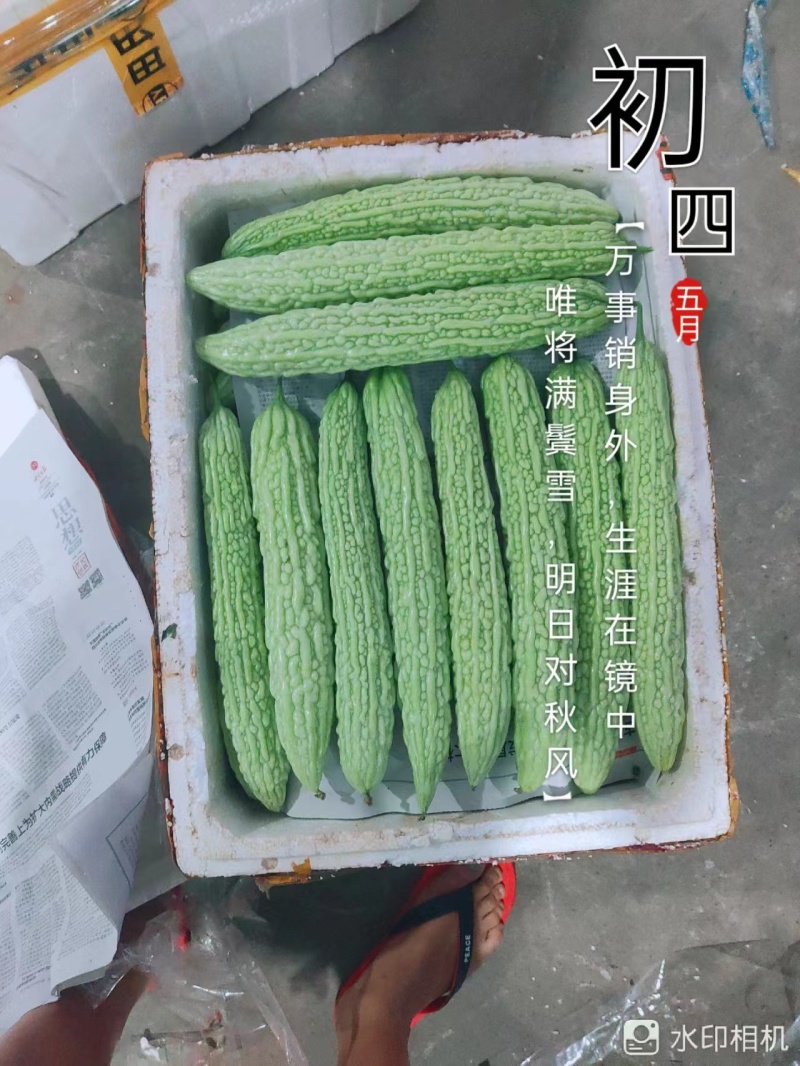 乐山苦瓜大量供应价格优惠对接商超欢迎联系