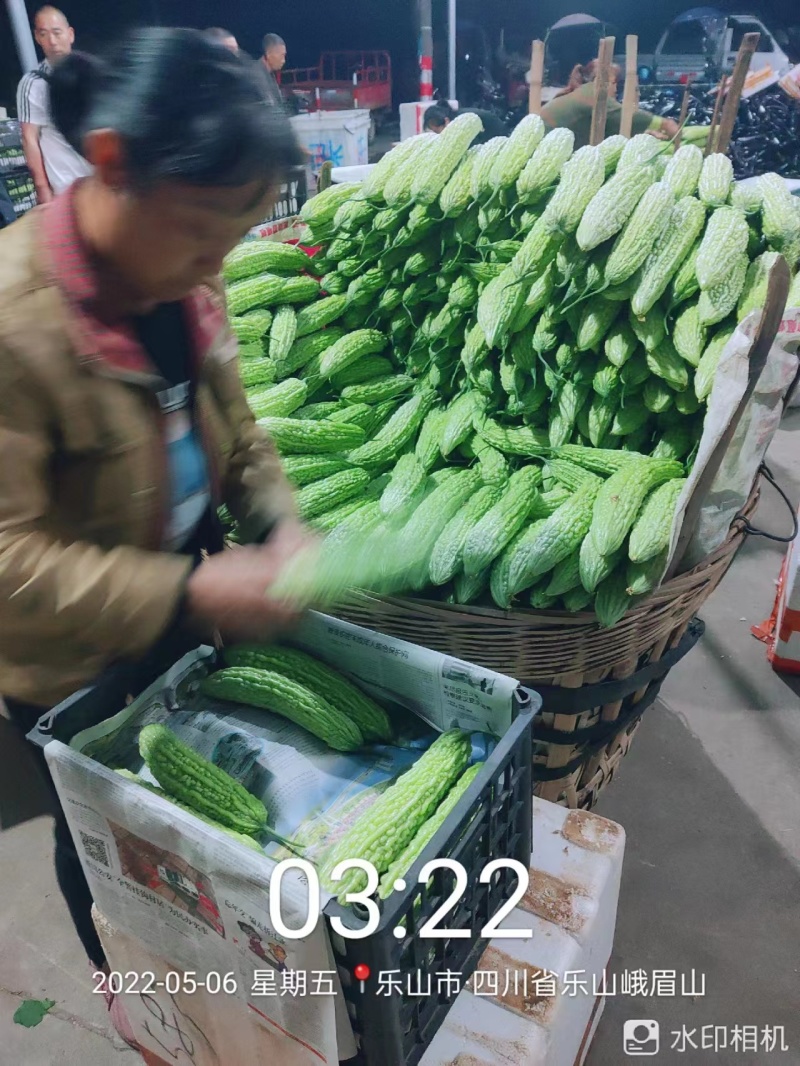 乐山苦瓜大量供应价格优惠对接商超欢迎联系