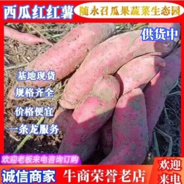 供货西瓜红红薯产地直供，质量保证，交通便利，可供全国商超