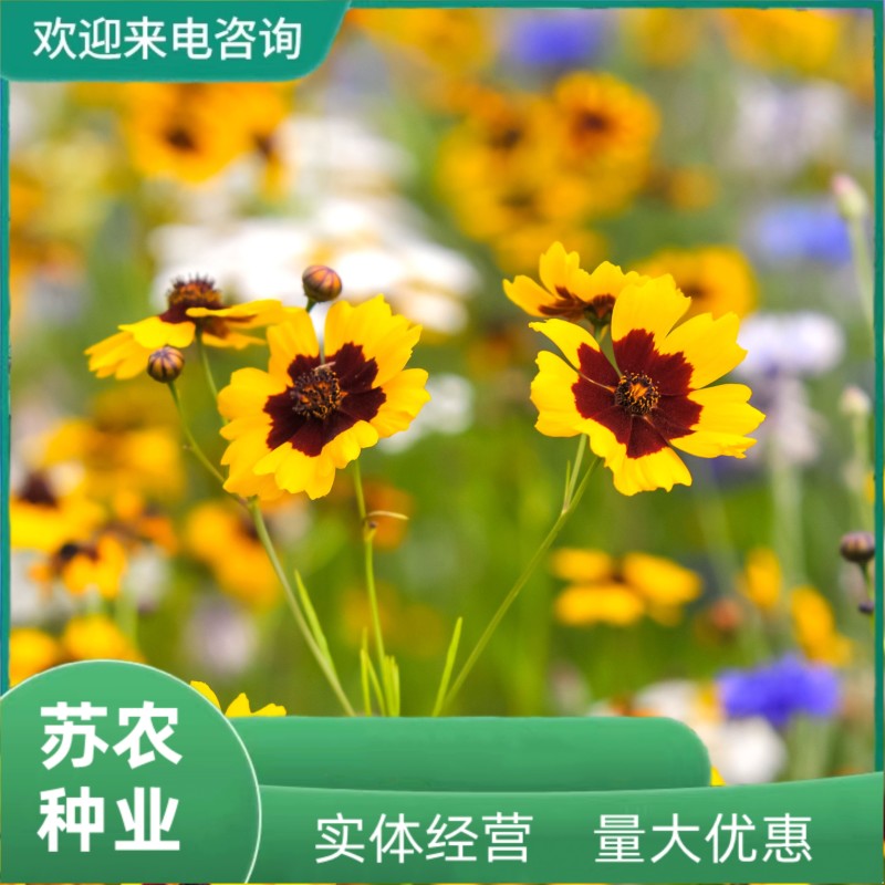 蛇目菊种子耐寒室外花籽菊花种籽庭院户外高原适合路边花坛