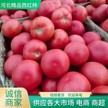 【好货】西红柿河北毛粉西红柿产地直发供应各大市场电商