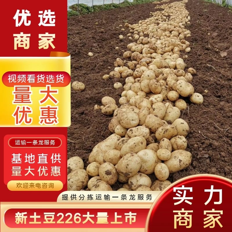 土豆汉中新土豆226质量保证，产地直供，提供各种包装现货