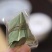 黄山本地特产红茶祁红粽茶祁红香螺全国发货一件代发