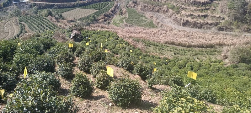 黄山特产祁红香螺红茶大量供应价格美丽欢迎咨询