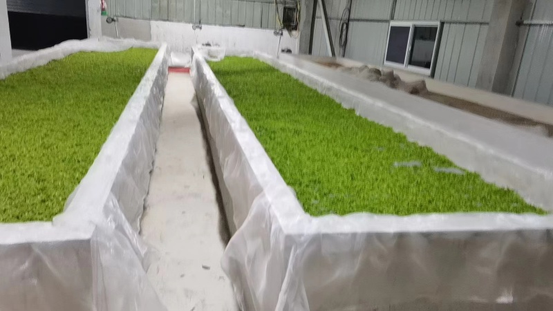 黄山特产祁红香螺红茶大量供应价格美丽欢迎咨询