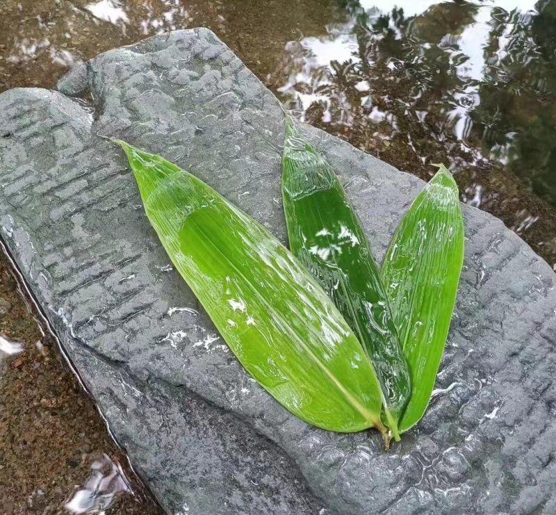 黄山特产祁红香螺红茶大量供应价格美丽欢迎咨询