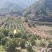 黄山正宗祁门红茶特产全国发货量大优化欢迎联系