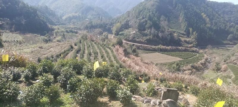 黄山正宗祁门红茶特产全国发货量大优化欢迎联系