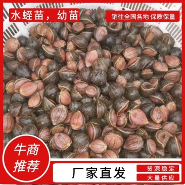 水蛭苗幼苗满月苗规格全面优质欢迎电话咨询