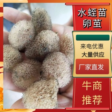 水蛭苗卵茧大批量出货专业出货技术服务
